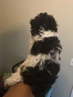 Charlie, a male Poodle - Toy  for sale in Birmingham, AL – 2 of 5