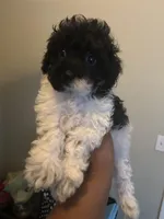 Charlie, a male Poodle - Toy  for sale in Birmingham, AL – 4 of 5