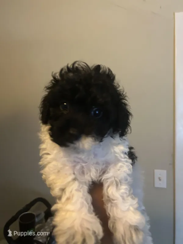 Charlie – Poodle - Toy  puppy for sale in Birmingham, AL