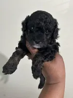 Cola, a female Poodle - Toy  for sale in Birmingham, AL – Photo 4 of 5