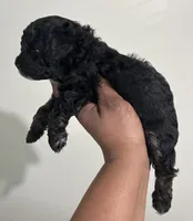 Cola, a female Poodle - Toy  for sale in Birmingham, AL – Photo 2 of 5