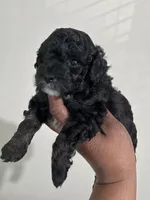 Cola, a female Poodle - Toy  for sale in Birmingham, AL – Photo 5 of 5