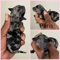 Paris, a female Poodle - Miniature  for sale in Birmingham, AL – 4 of 6