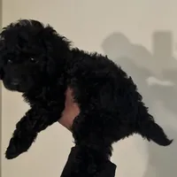 Eclipse, a male Poodle - Miniature  for sale in Birmingham, AL – Photo 3 of 3