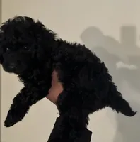 Eclipse, a male Poodle - Miniature  for sale in Birmingham, AL – Photo 3 of 3