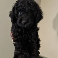 Eclipse, a male Poodle - Miniature  for sale in Birmingham, AL – Photo 2 of 3