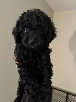 Eclipse, a male Poodle - Miniature  for sale in Birmingham, AL – Photo 2 of 3