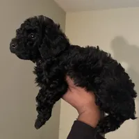 Eclipse, a male Poodle - Miniature  for sale in Birmingham, AL – Photo 1 of 3