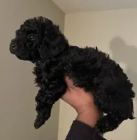 Eclipse, a male Poodle - Miniature  for sale in Birmingham, AL – Photo 1 of 3