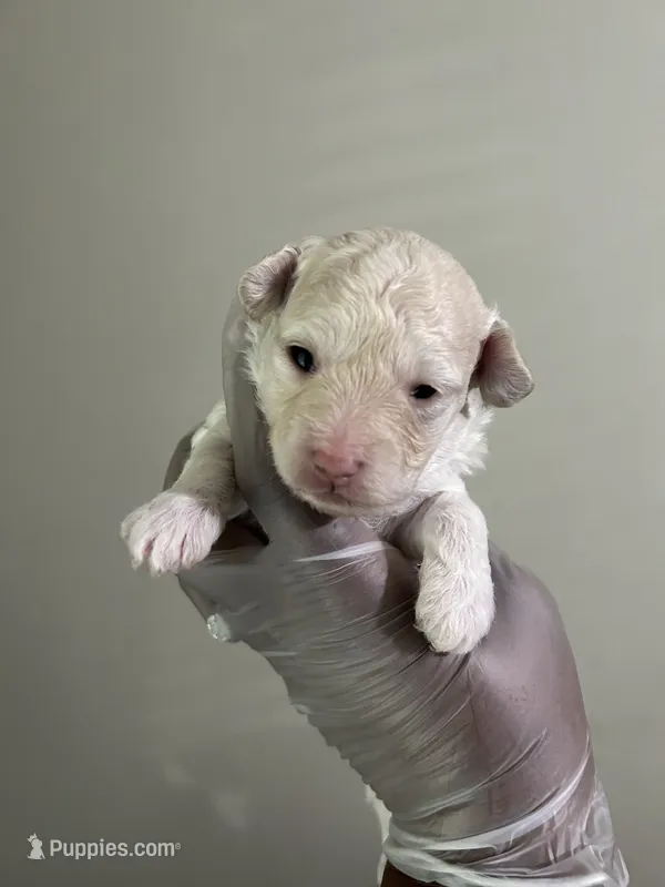 Prue  – Poodle - Toy  puppy for sale in Birmingham, AL