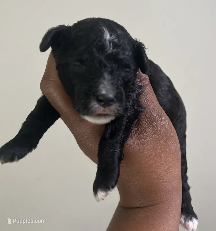 Pluto – Poodle - Toy  puppy for sale in Birmingham, AL