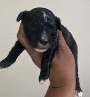 Pluto, a male Poodle - Toy  for sale in Birmingham, AL – 5 of 8