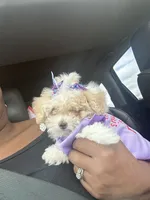 Jill , a female Poodle - Toy  for sale in Birmingham, AL – 5 of 5