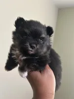 Clover Akc , a female Pomeranian for sale in Birmingham, AL – Photo 1 of 3