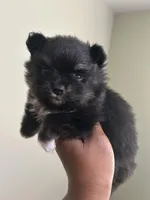 Clover Akc , a female Pomeranian for sale in Birmingham, AL – Photo 3 of 3