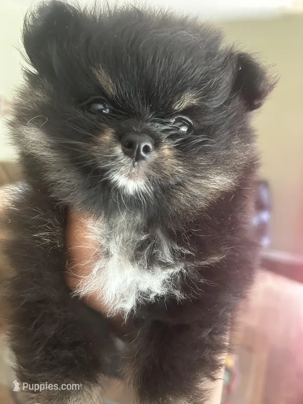 Clover Akc  – Pomeranian puppy on hold in Birmingham, AL