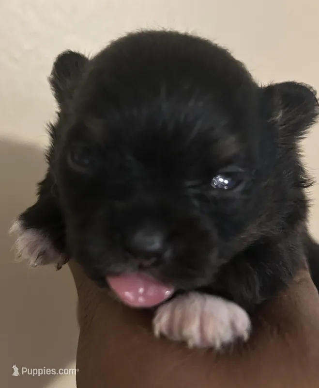 Clover Akc  – Pomeranian puppy for sale in Birmingham, AL