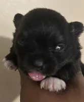 Clover Akc , a female Pomeranian for sale in Birmingham, AL – Photo 1 of 5