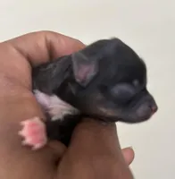 Clover Akc , a female Pomeranian for sale in Birmingham, AL – Photo 1 of 5