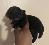 Clover Akc , a female Pomeranian for sale in Birmingham, AL – Photo 4 of 5