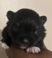 Clover Akc , a female Pomeranian for sale in Birmingham, AL – Photo 5 of 5