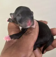 Clover Akc , a female Pomeranian for sale in Birmingham, AL – Photo 2 of 5