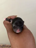 Clover Akc , a female Pomeranian for sale in Birmingham, AL – Photo 3 of 5