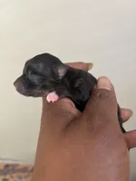 Clover Akc , a female Pomeranian for sale in Birmingham, AL – Photo 5 of 5