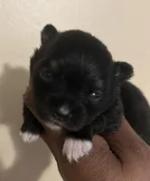 Clover Akc , a female Pomeranian for sale in Birmingham, AL – Photo 3 of 5