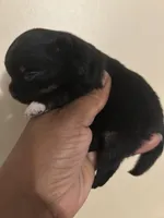 Clover Akc , a female Pomeranian for sale in Birmingham, AL – Photo 2 of 5