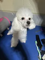 Blanca , a male Maltipoo for sale in Birmingham, AL – 2 of 4