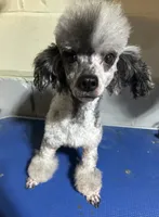 TwoFace , a male Poodle - Toy  for sale in Birmingham, AL – 2 of 4