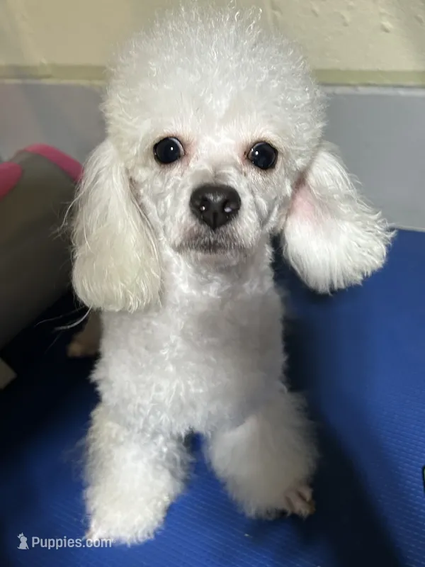 Blanca  – Maltipoo puppy for sale in Birmingham, AL