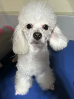 Blanca , a male Maltipoo for sale in Birmingham, AL – 1 of 4