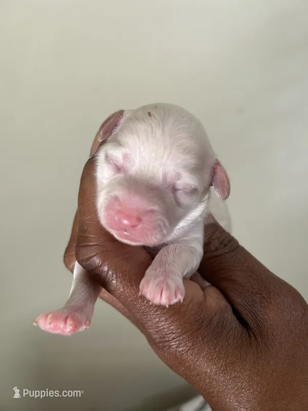 Prue  – Poodle - Toy  puppy for sale in Birmingham, AL