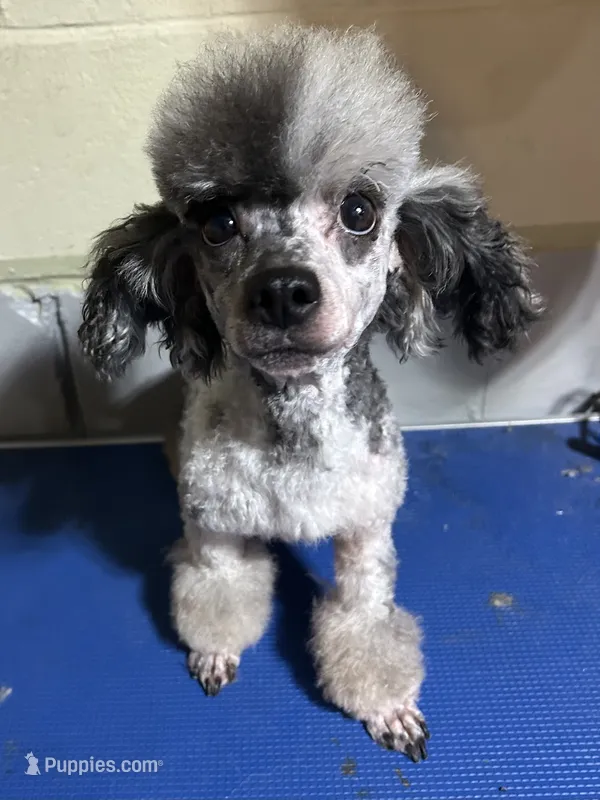 TwoFace  – Poodle - Toy  puppy for sale in Birmingham, AL