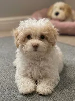Jill , a female Poodle - Toy  for sale in Birmingham, AL – 3 of 5