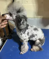 TwoFace , a male Poodle - Toy  for sale in Birmingham, AL – 4 of 4