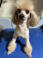 Chewbacca , a male Poodle - Toy  for sale in Birmingham, AL – 2 of 3