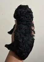 Pluto, a male Poodle - Toy  for sale in Birmingham, AL – 4 of 8
