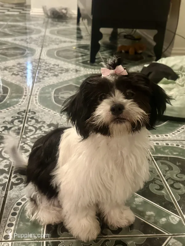 Big Momma  – Shih Tzu puppy for sale in Dallas, TX