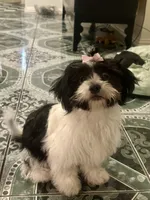 Big Momma , a female Shih Tzu for sale in Dallas, TX – 1 of 1