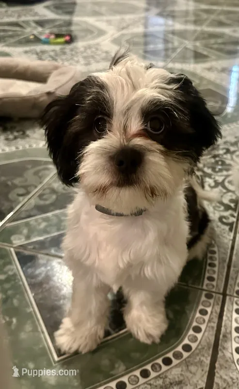 Oreo  – Shih Tzu puppy for sale in Dallas, TX