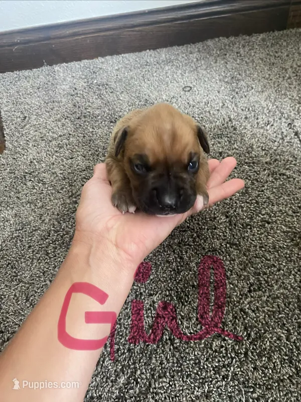 Boxer – Boxer puppy for sale in Portland, IN