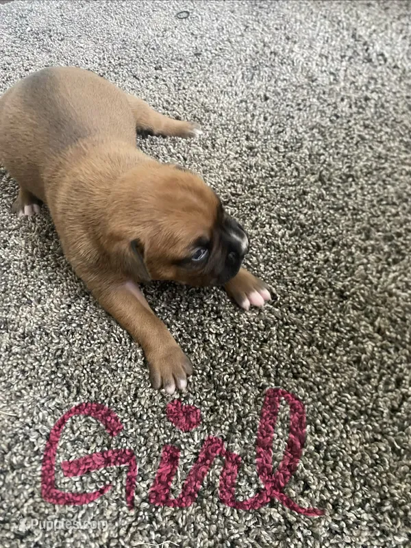 Boxer – Boxer puppy for sale in Portland, IN