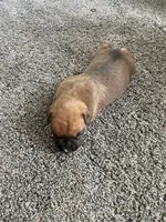 Boxer, a female Boxer for sale in Portland, IN – 2 of 2