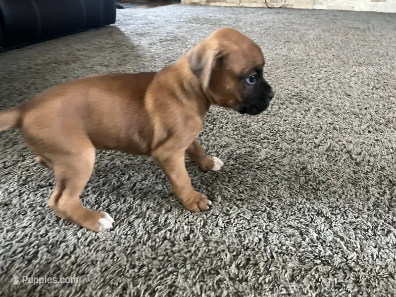 Boxer – Boxer puppy for sale in Portland, IN