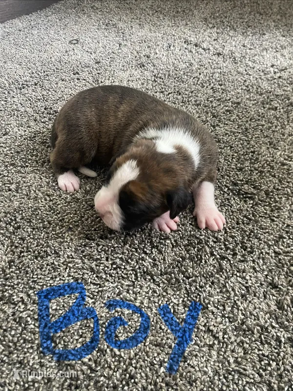 Boxer – Boxer puppy for sale in Portland, IN