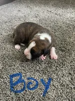Boxer, a male Boxer for sale in Portland, IN – 1 of 2