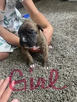 Boxer, a female Boxer for sale in Portland, IN – 2 of 2